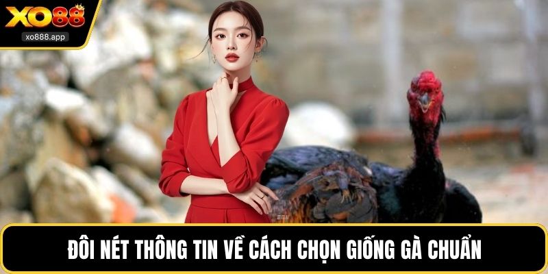 Đôi nét thông tin về cách chọn giống gà chuẩn
