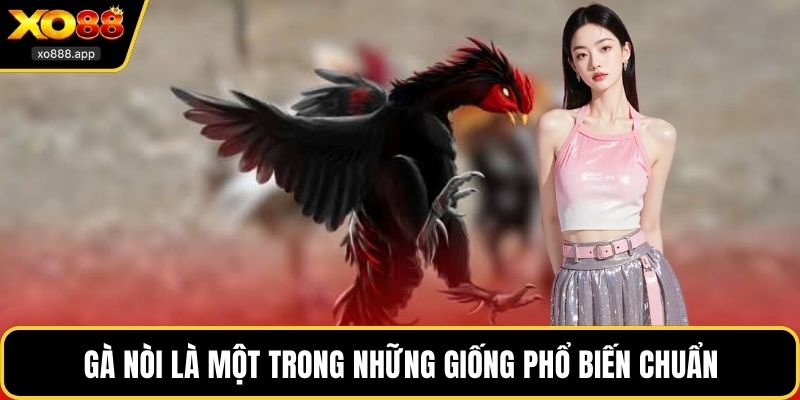 Gà nòi là một trong những giống phổ biến chuẩn