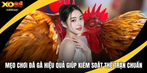 Mẹo chơi đá gà