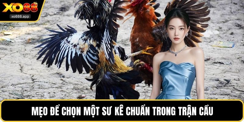 Mẹo để chọn một sư kê chuẩn trong trận cầu