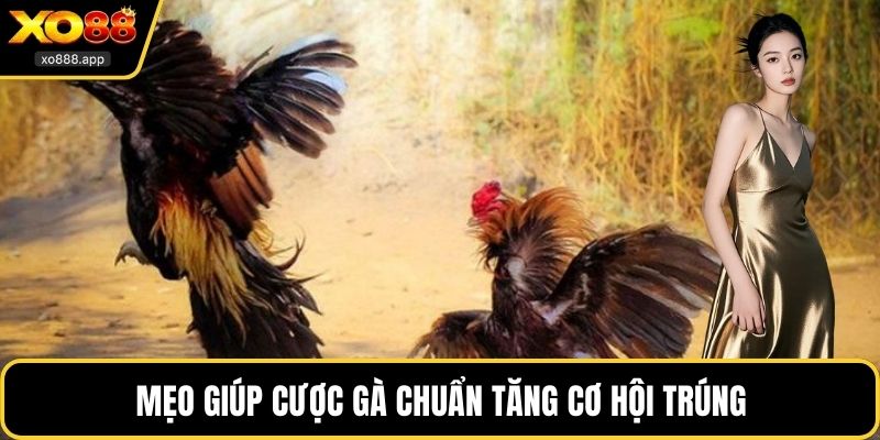 Mẹo giúp cược gà chuẩn tăng cơ hội trúng