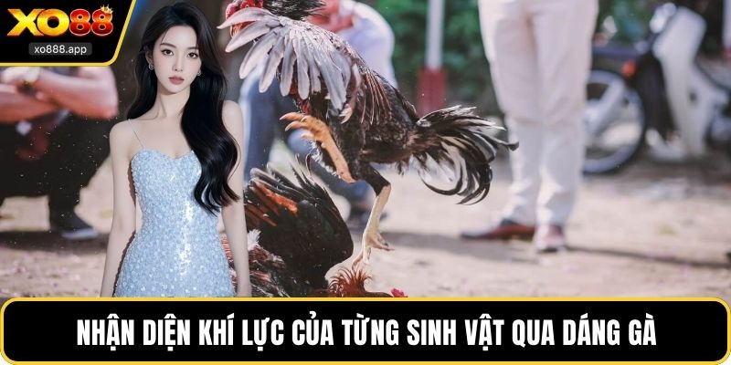 Nhận diện khí lực của từng sinh vật qua dáng gà