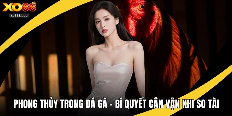 phong thủy trong đá gà