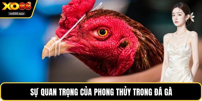 Sự quan trọng của phong thủy trong đá gà