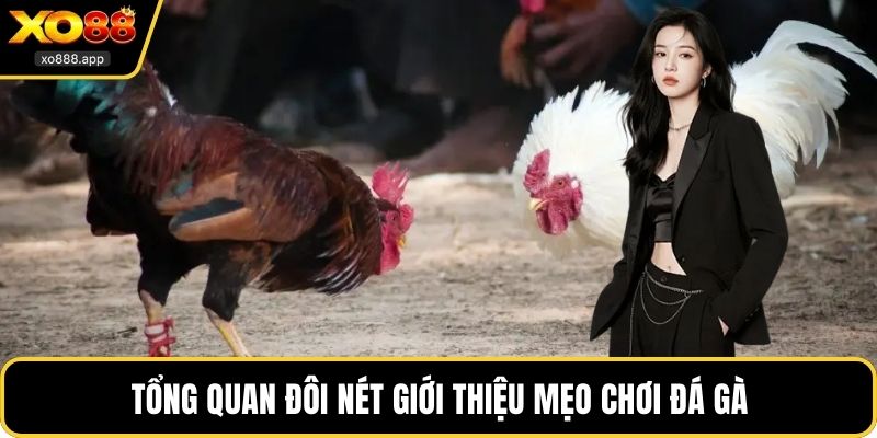 Tổng quan đôi nét giới thiệu mẹo chơi đá gà
